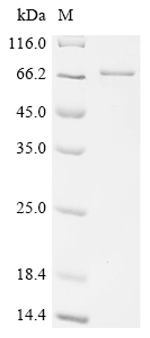 Recombinant Human Paired box protein Pax-7 (PAX7) (CSB-EP017493HUc7)