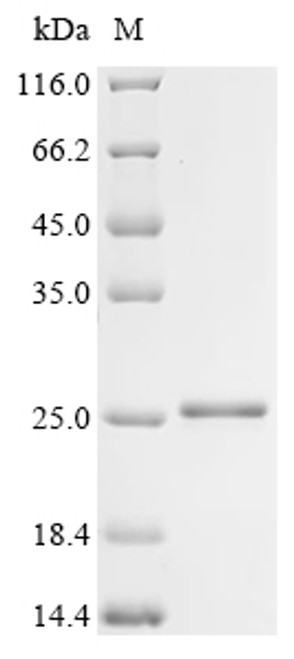 Recombinant Mouse Regenerating islet-derived protein 3-gamma (Reg3g), partial (CSB-EP019549MOc7)