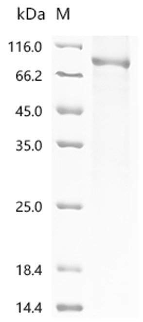 Recombinant Human DNA polymerase theta (POLQ), partial (CSB-EP018321HU9a0)