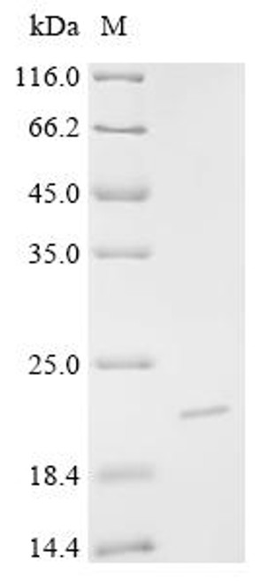 Recombinant Bos indicus x Bos taurus Kappa-casein, partial (CSB-EP5324BUM3)