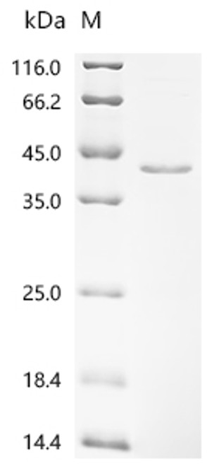 Recombinant Arabidopsis thaliana Gibberellin-regulated protein 14 (GASA14) (CSB-EP862779DOAc7)