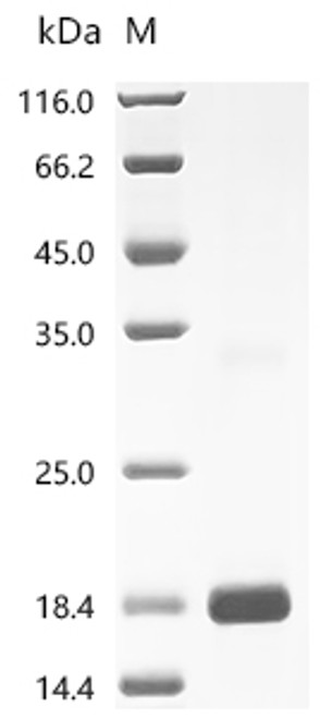 Recombinant Pinctada fucata Extrapallial fluid protein EP18 (N82H) (CSB-EP5055GQA(M))