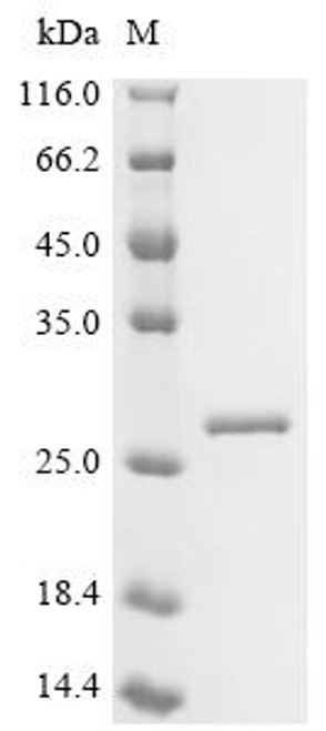Recombinant Pseudomonas putida Arginine/ornithine antiporter (arcD), partial (CSB-EP336829FFZ)
