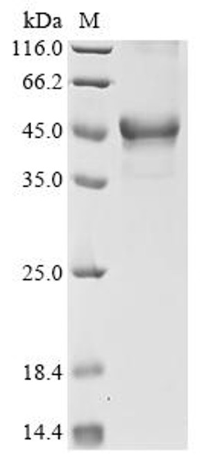 Recombinant Human Protein fosB (FOSB) (CSB-EP008791HU)