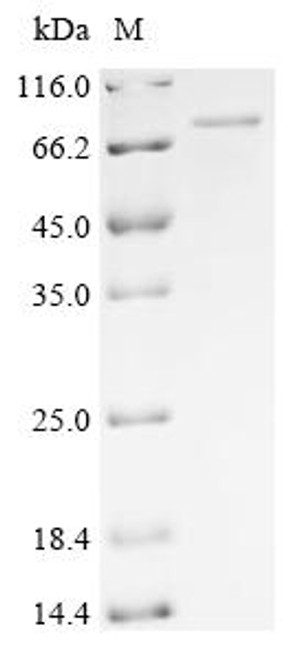 Recombinant Murid herpesvirus 1 Envelope glycoprotein L (gL), Biotinylated (CSB-EP346765MJT-B)