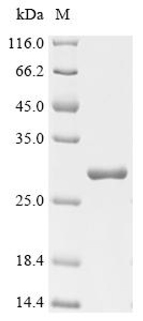 Recombinant Trichoderma harzianum Endo-1,4-beta-xylanase (CSB-EP344161TKN)