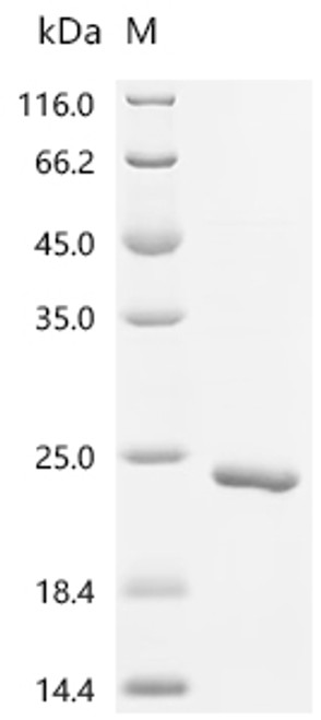Recombinant Human Bromodomain-containing protein 4 (BRD4), partial (CSB-EP002802HU2) Recombinant Human Bromodomain-containing protein 4 (BRD4), partial (CSB-EP002802HU2)