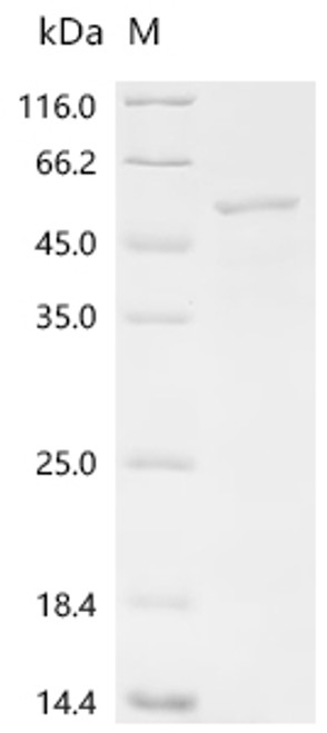Recombinant Glutamicibacter nicotianae Adenylate cyclase (cya) (D403A) (CSB-EP326731BLY(M))