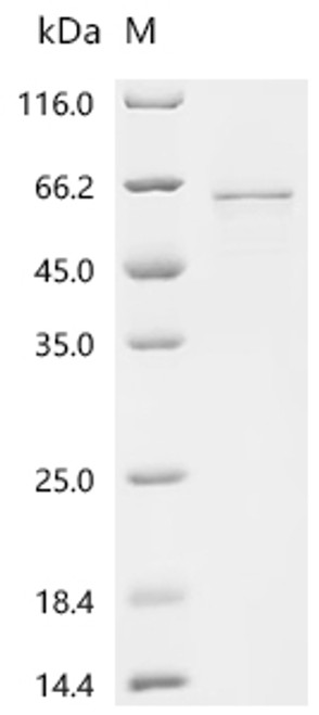 Recombinant Human Midnolin (MIDN) (CSB-EP013822HU)