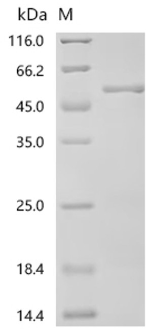 Recombinant Human Formin-2 (FMN2), partial (CSB-EP873702HUc7)