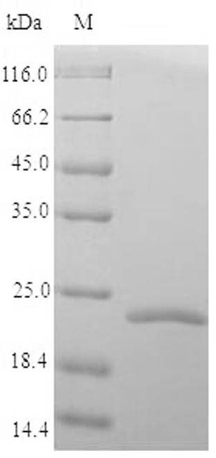 Recombinant Marmota monax Tumor necrosis factor (TNF), partial (CSB-YP523593MQG)