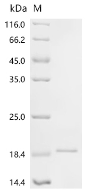 Recombinant Mouse Interleukin-36 gamma (Il36g) (CSB-YP840290MO)