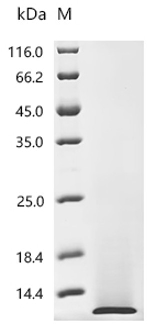 Recombinant Chicken Pro-epidermal growth factor (EGF), partial (CSB-YP007473CH)