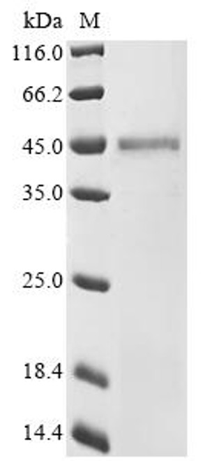 Recombinant Canine coronavirus Nucleoprotein(N) (CSB-YP745849CHAH)