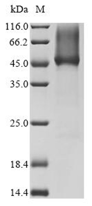 Recombinant Apis mellifera Hyaluronidase (CSB-YP3666DNK)