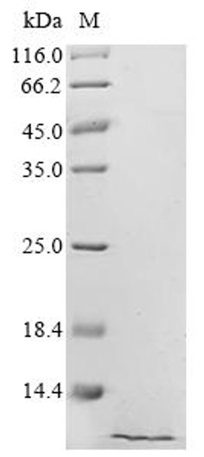 Recombinant Bovine Pulmonary surfactant-associated protein B (SFTPB) (CSB-YP021173BOe1)