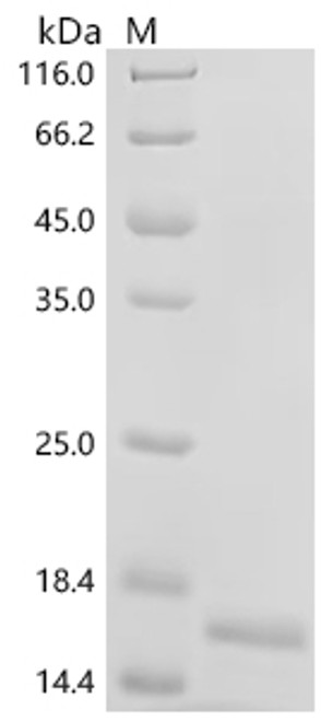 Recombinant Human Bromodomain-containing protein 4 (BRD4), partial (CSB-YP002802HU3b0) Recombinant Human Bromodomain-containing protein 4 (BRD4), partial (CSB-YP002802HU3b0)