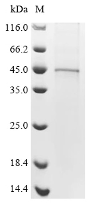 Recombinant Apis mellifera Venom serine protease 34 (CSB-BP847592DNK)