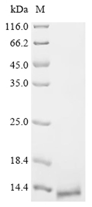 Recombinant Escherichia phage 933W Shiga-like toxin 2 subunit B (stxB2) (CSB-BP357663ECC)