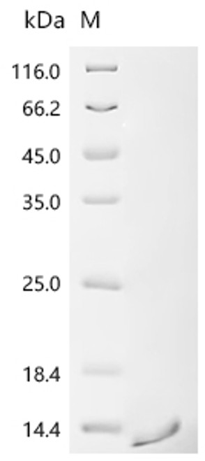 Recombinant Escherichia phage 933W Shiga-like toxin 2 subunit B (stxB2) (CSB-BP357663ECCc7)