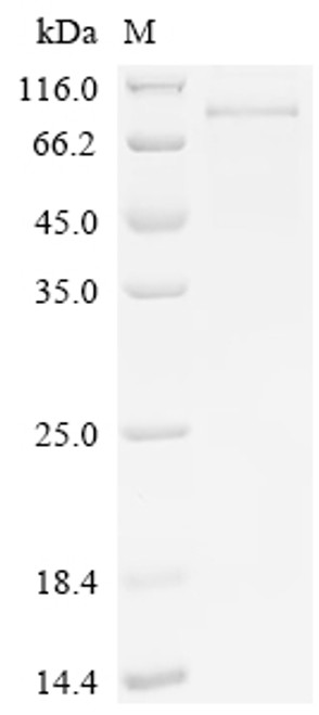 Recombinant Mouse Semaphorin-3C (Sema3c) (CSB-BP720289MO)