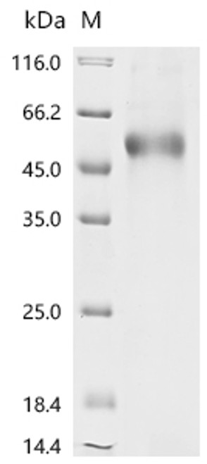 Recombinant Human Tumor necrosis factor ligand superfamily member 4 (TNFSF4), partial, Biotinylated (CSB-MP023994HU1-B)
