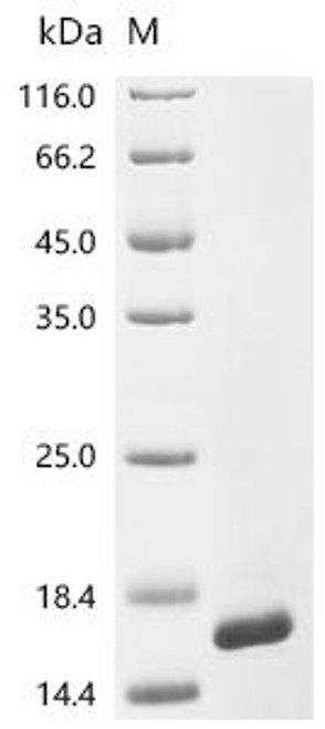 Recombinant Dog Copper transport protein ATOX1 (ATOX1) (CSB-EP866134DO)