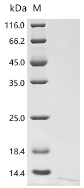 Recombinant Bovine Insulin-like growth factor II (IGF2) (CSB-EP011088BOa0)