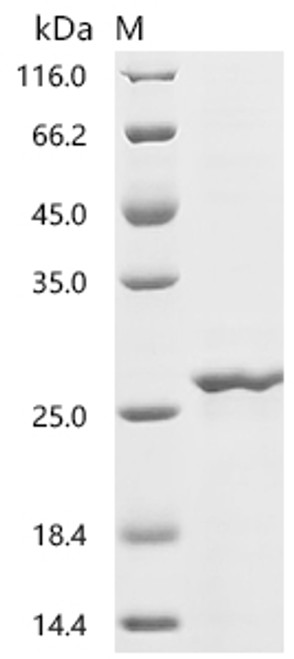 Recombinant Drosophila melanogaster Profilin (chic) (CSB-EP333112DLUd7)