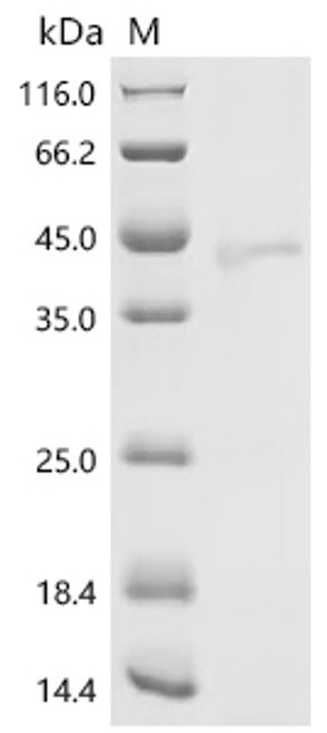 Recombinant Mouse Protein Wnt-3a (Wnt3a) (CSB-EP026136MOc7)