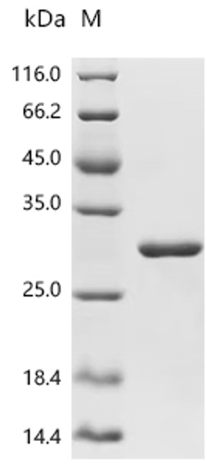 Recombinant Mouse Apoptosis-associated speck-like protein containing a CARD (Pycard) (CSB-EP861664MOc7)