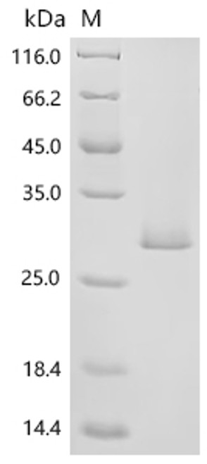 Recombinant Dog Interleukin-18 (IL18) (CSB-EP895937DOc7)