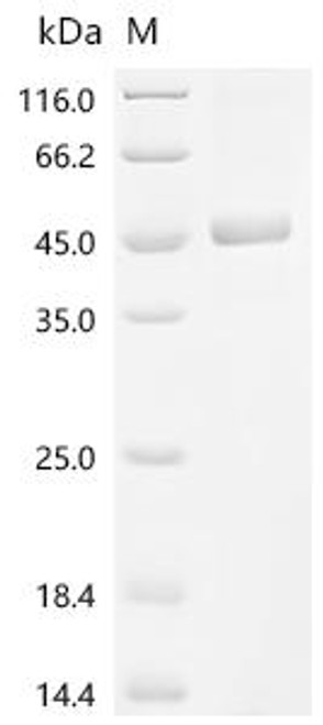 Recombinant Mouse Protein Wnt-9a (Wnt9a) (CSB-EP840305MO)