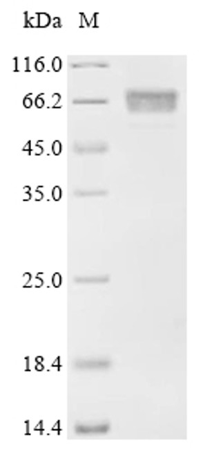 Recombinant Mouse Uncharacterized protein C1orf54 homolog (CSB-MP848110MO)