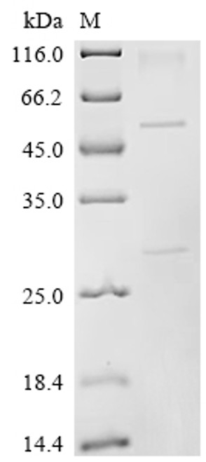 Recombinant Mouse Protein unc-13 homolog A (Unc13a), partial (CSB-MP680183MO)