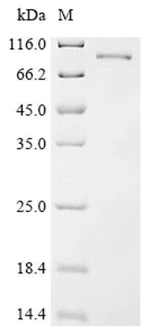 Recombinant Mouse L-amino-acid oxidase (Il4i1) (CSB-MP011660MO)