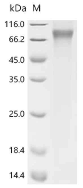 Recombinant Human Myc-associated zinc finger protein (MAZ) (CSB-MP013528HU)