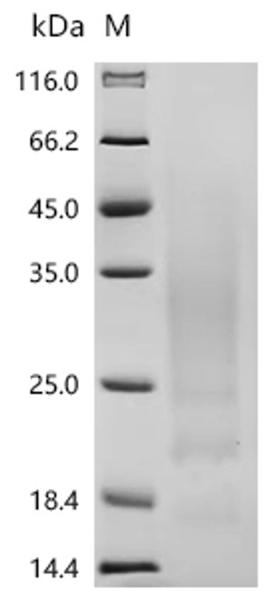 Recombinant Human Interleukin-13 (IL13) (CSB-YP6408HU)
