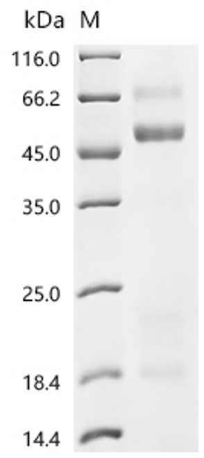 Recombinant Mouse Coagulation factor X (F10) (CSB-MP007915MO(A4))