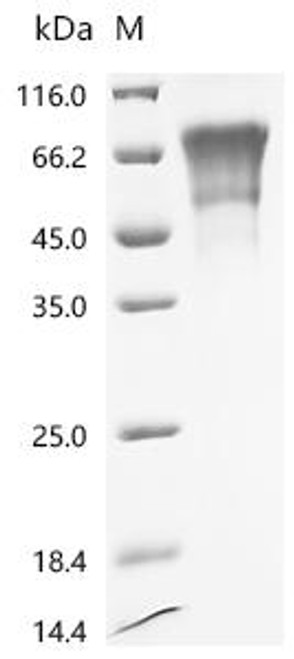 Recombinant Human Ly6/PLAUR domain-containing protein 3 (LYPD3) (Active) (CSB-MP013263HU)