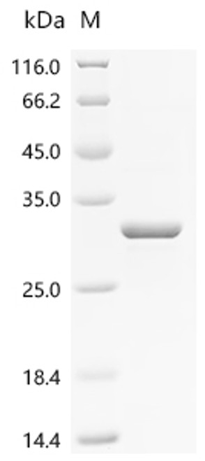 Recombinant Bacillus subtilis Biofilm-surface layer protein A (bslA) (CSB-EP300296BRJ1)