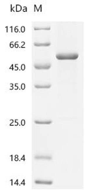 Recombinant Pig Lactadherin (MFGE8) (CSB-EP013752PI)