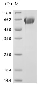 Recombinant Nepenthes gracilis Aspartic proteinase nepenthesin-2 (nep2) (CSB-YP765721NBAV(A4))