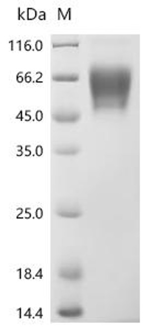 Recombinant Mouse Ly6/PLAUR domain-containing protein 3 (Lypd3), partial (Active) (CSB-MP849681MO1)