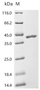 Recombinant Enterobacteria phage 434 Protein rexA (rexA) (CSB-EP303096FWQ)