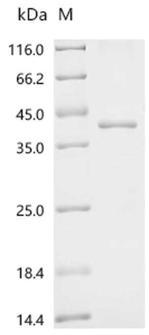 Recombinant Arabidopsis thaliana Target of rapamycin complex subunit LST8-1 (LST8-1) (CSB-EP6040DOA)