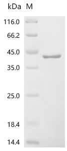Recombinant Saccharomyces cerevisiae Small ribosomal subunit protein RACK1 (ASC1) (CSB-EP339901SVG)