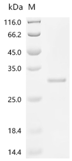 Recombinant Mouse Transcription factor MafF (Maff) (CSB-EP013318MO)