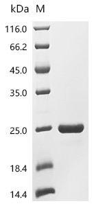 Recombinant Danio rerio Fatty acid-binding protein 10-A, liver basic (fabp10a) (CSB-EP881243DIL)