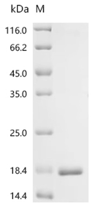Recombinant Bovine Regakine-1 (CSB-EP307300BO)